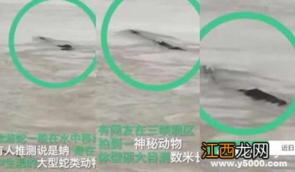 传闻中神秘无比的三峡水怪终于露出了真面目 你想不到！
