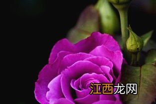 卡普里灰紫玫瑰是真花吗-卡普里灰紫玫瑰能放多久