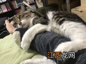 买猫怎么看猫粘不粘人-猫咪多大才粘人