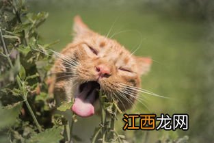 干的猫薄荷可以给猫吃吗-干的猫薄荷多久失效