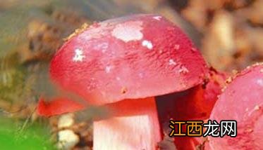 红菇种类图片大全，红菇干货图片