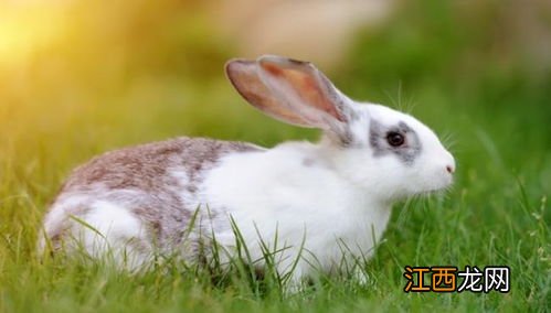 獭兔毛能抗寒多少度-獭兔派克服能穿几年