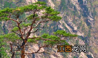 武功山怎么玩 武功山怎么玩路线