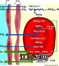 窦性心动过速10年居然未吃药-窦性心动过速会自愈吗