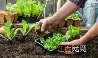 阳台种点什么菜赚钱 阳台种点什么菜