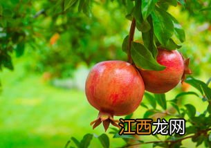 哪些人不宜吃石榴-糖尿病吃石榴降血糖吗