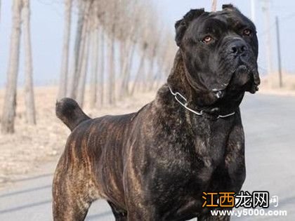 世界十大恶犬盘点 世界十大恶犬盘点视频