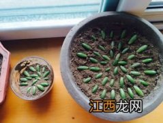 虹之玉怎么叶插繁殖-养殖虹之玉需要注意什么