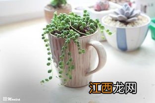 虹之玉怎么叶插繁殖-养殖虹之玉需要注意什么