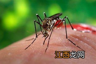 蚊子叮了艾滋病人后叮你你会感染吗-为什么蚊子不传染HIV