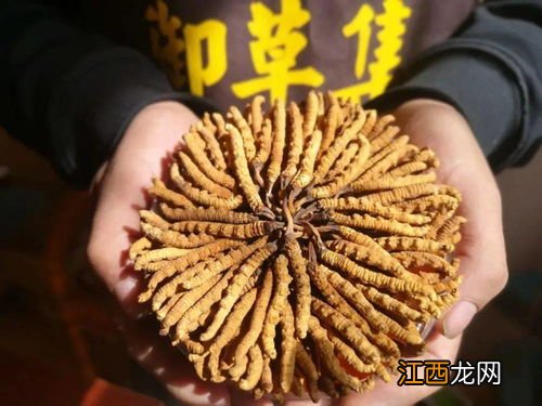 冬虫夏草成人每天吃几根-冬虫夏草一整根都可以吃吗