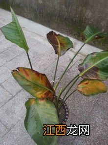 枯了的花怎么救活-花枯了要剪掉吗