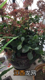 枯了的花怎么救活-花枯了要剪掉吗