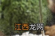 泡打粉发面需要多长时间 泡打粉发面隔一晚上还能用吗