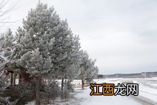 今年冬天比去年冬天温度高还是低2022-今年冬天比去年冷还是比去年暖