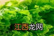 没吃完的蒸米饭可以放保鲜吗 冷冻七八天米饭能吃吗