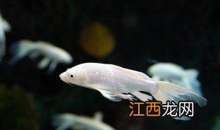 鱼缸养什么鱼能招财聚财最好 鱼缸养什么鱼能招财聚财