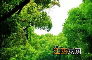 十年树木百年树人什么意思-十年树木百年树人出自谁的名言