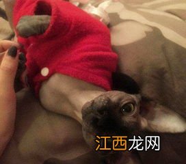 公猫跑了还会回来么-公猫最近老跑出去是为什么