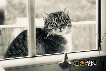 猫吃了猫粮呕吐是什么原因-猫咪吐猫粮和黄水怎么办