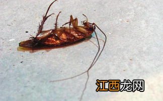 蟑螂吃药后死到哪里了-为什么死掉的蟑螂隔天没有了