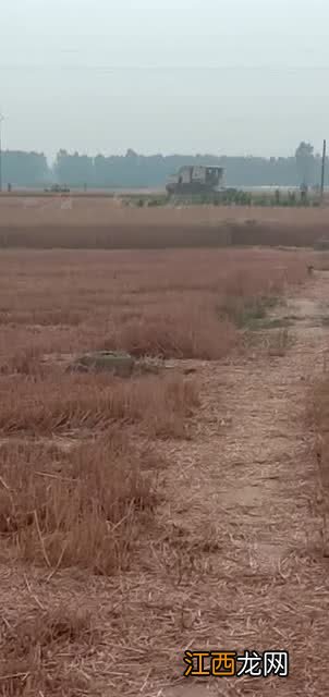 河南是中国的粮食大省吗-河南为什么是中国粮仓