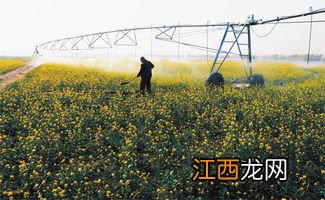 河南是中国的粮食大省吗-河南为什么是中国粮仓