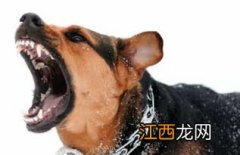 狂犬病潜伏期最长50年是真的吗-狗咬伤什么程度要打针