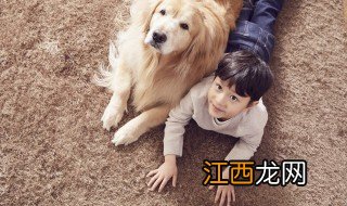 养什么犬可以辟邪保平安健康 养什么犬可以辟邪保平安