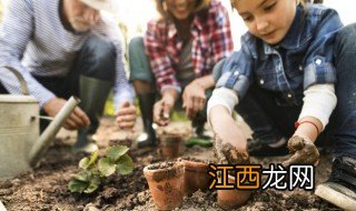 人工种植黄花梨生长周期 黄花梨适合种植时间