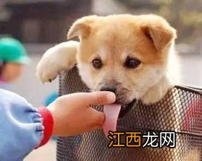 狗没死我确诊狂犬病怎么回事-为什么狂犬病狗没死人却死了