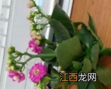 花瓶里的花怎么养-怎么养护时间长