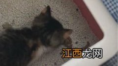 奶猫的便便怎样才正常-奶猫多久拉一次大便