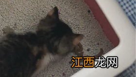 奶猫的便便怎样才正常-奶猫多久拉一次大便