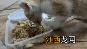 奶猫的便便怎样才正常-奶猫多久拉一次大便