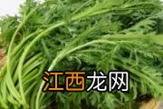 荠菜怎么保存长久吃时不变味 冰冻的荠菜怎么解冻