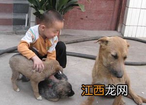 狗咬了多久过安全期是10年吗-狗咬了10年没打针怎么补救