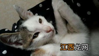 被猫咬了发病的前兆会发烧吗-被猫咬了发病的前兆再治疗有效吗