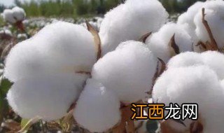 适合棉花种植土壤条件是什么 适合棉花种植土壤条件