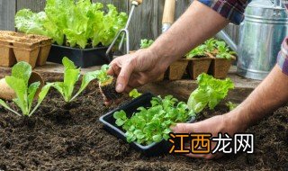 香油唛菜适合种植时间 香菜什么时候栽种好