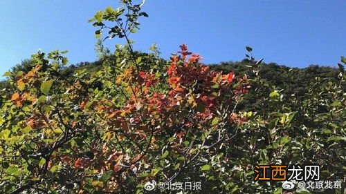 香山红叶什么时间最红2021-北京香山红叶观赏时间及门票价格