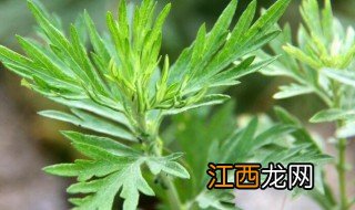 端午节艾草的功效与作用 艾草的功效与作用有哪些