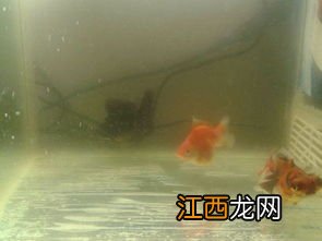 鱼缸水很清但是有泡沫对鱼有影响吗-鱼缸的水起泡沫儿什么问题