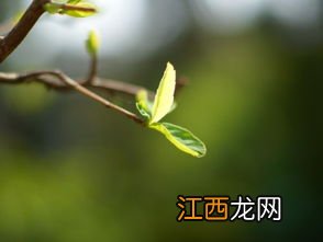 后天打春明天能出门吗2022-立春前后出门好不好