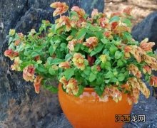 植物在室内怎么增加光照-自己养植花卉植物如何控制光照