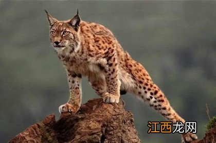 5种小型猫科动物介绍：只可远观却不可亵玩