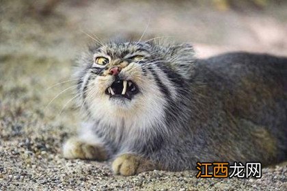 5种小型猫科动物介绍：只可远观却不可亵玩