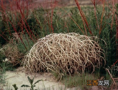 加拿大一枝黄花可以喂兔子吗-加拿大一枝黄花可以喂牛养羊吗