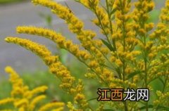 加拿大一枝黄花需要上报吗-加拿大一枝黄花怎么上报