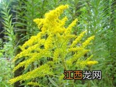 加拿大一枝黄花用什么除草剂效果好-加拿大一枝黄花用什么药才能根治